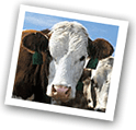 Cows may have the right-of-way here.