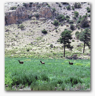 Elk at Beaverhead Work Camp